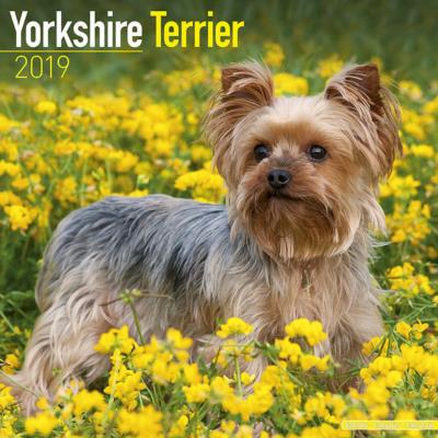 CALENDRIER 2019 - YORKSHIRE
