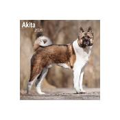 CALENDRIER 2026 - AKITA INU