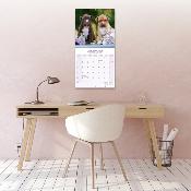 CALENDRIER 2026 - AMERICAN PIT BULL TERRIER