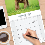 CALENDRIER 2027 - AMERICAN PIT BULL TERRIER