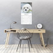 CALENDRIER 2027 - BICHON FRISE