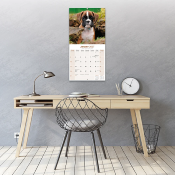 CALENDRIER 2027 - BOXER
