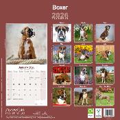 CALENDRIER 2026 - BOXER