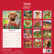 CALENDRIER 2027 - BRAQUE HONGROIS
