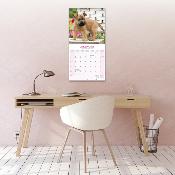 CALENDRIER 2026 - CAIRN TERRIER