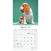 CALENDRIER 2026 - CAVALIER KING CHARLES