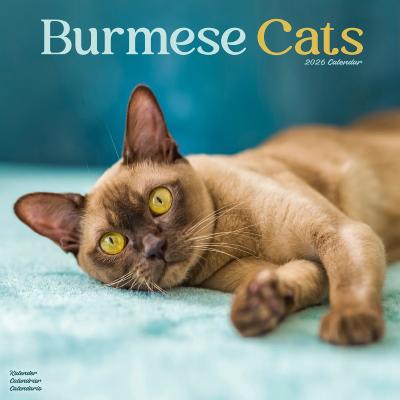 CALENDRIER 2026 - CHATS BURMESE toutes couleurs