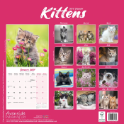 CALENDRIER 2027 - CHATONS  DIVERSES RACES