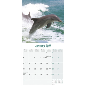 CALENDRIER 2027 - DAUPHINS