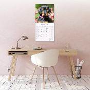 CALENDRIER 2026 - DOBERMAN