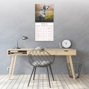 CALENDRIER 2027 - DOGUE ALLEMAND