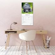 CALENDRIER 2026 - DOGUE ALLEMAND