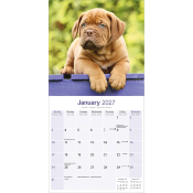 CALENDRIER 2027 - DOGUE DE BORDEAUX