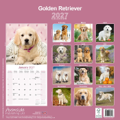 CALENDRIER 2027 - GOLDEN RETRIEVER