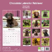 CALENDRIER 2026 -LABRADOR CHOCOLAT