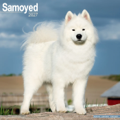 CALENDRIER 2027 - SAMOYEDE