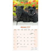 CALENDRIER 2027 - SCOTTISH TERRIER
