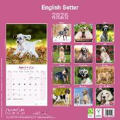CALENDRIER 2026 - SETTER ANGLAIS