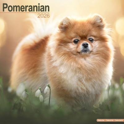 CALENDRIER 2026 - SPITZ NAIN