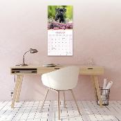 CALENDRIER 2026 - STAFFORDSHIRE BULL TERRIER