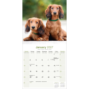 CALENDRIER 2027 - TECKEL POIL LONG
