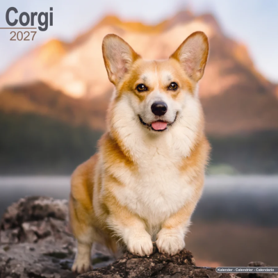 CALENDRIER 2027 - WELSH CORGI
