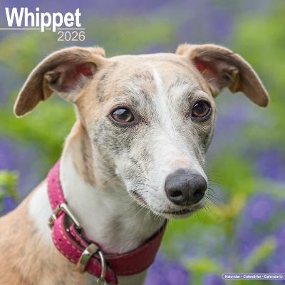 CALENDRIER 2026 - WHIPPET