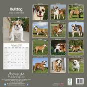 CALENDRIER 2022 - BOULEDOGUE ANGLAIS