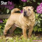 CALENDRIER 2019 - SHAR PEI