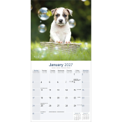 CALENDRIER 2027 - AMERICAN STAFFORDSHIRE TERRIER