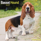CALENDRIER 2027 - BASSET HOUND
