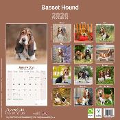 CALENDRIER 2026 - BASSET HOUND