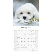 CALENDRIER 2027 - BICHON FRISE