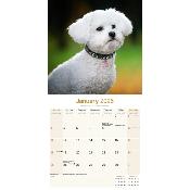 CALENDRIER 2026 - BICHON FRISE
