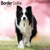 CALENDRIER 2027 - BORDER COLLIE