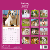 CALENDRIER 2027 - BOULEDOGUE ANGLAIS