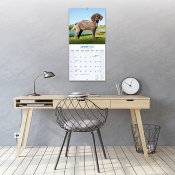 CALENDRIER 2027 - BRAQUE ALLEMAND
