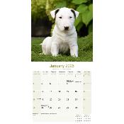 CALENDRIER 2026 - BULL TERRIER