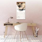CALENDRIER 2026 - CHATS SIAMOIS toutes couleurs