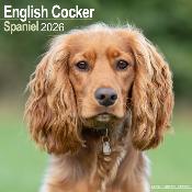 CALENDRIER 2026 - COCKER ANGLAIS