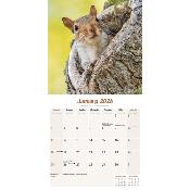 CALENDRIER 2026 - ECUREUILS