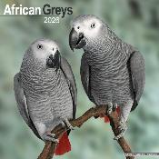 CALENDRIER 2026 - GRIS DU GABON