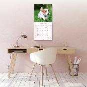 CALENDRIER 2026 - JACK RUSSEL