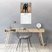 CALENDRIER 2027 - SCHIPPERKE