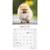 CALENDRIER 2026 - SPITZ NAIN
