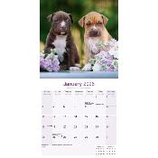 CALENDRIER 2026 - AMERICAN PIT BULL TERRIER