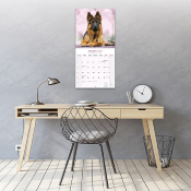 CALENDRIER 2027 - BERGER ALLEMAND