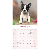 CALENDRIER 2027 - BOSTON TERRIER