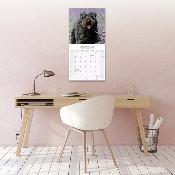 CALENDRIER 2026 - BOUVIER DES FLANDRES