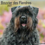 CALENDRIER 2027 - BOUVIER DES FLANDRES